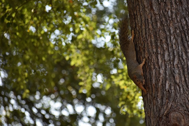 乌度卡强调 乌度卡强调